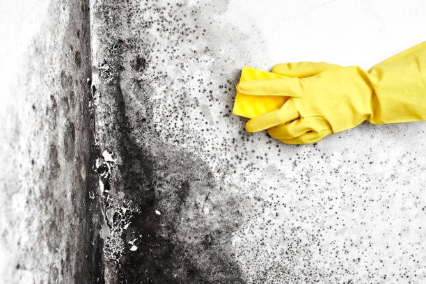 Best Mold Damage Restoration  in Champlin, MN