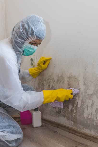 Best Comprehensive Air Testing for Mold Contaminants  in Champlin, MN
